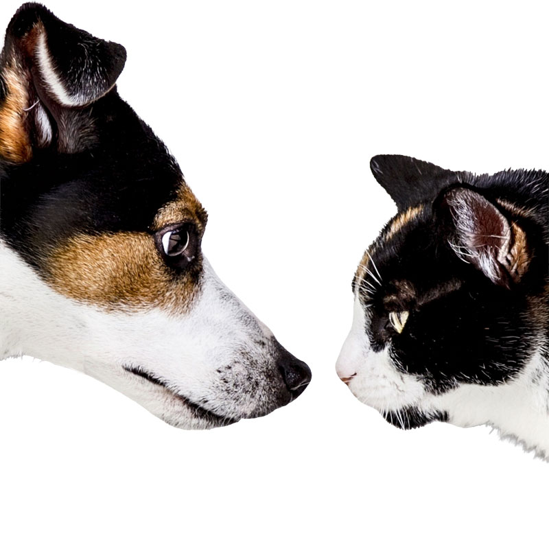 Immagine cane e gatto