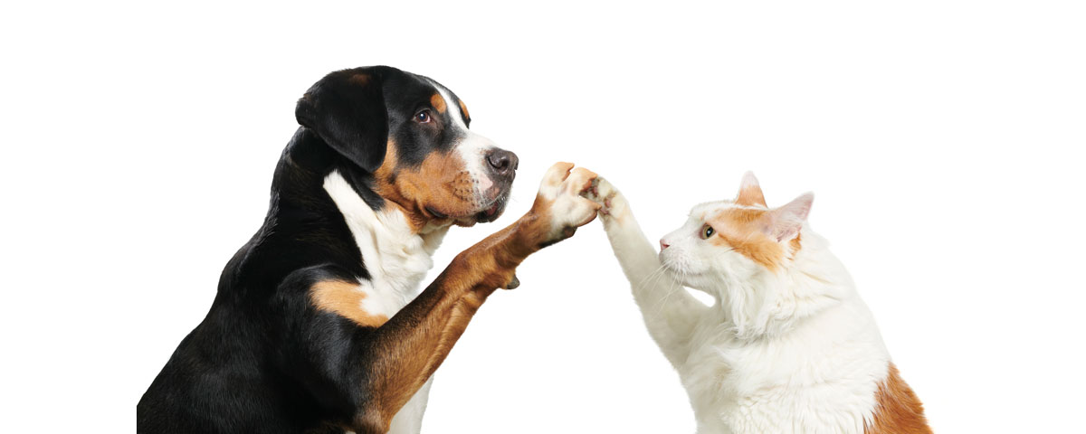 Immagine cane e gatto