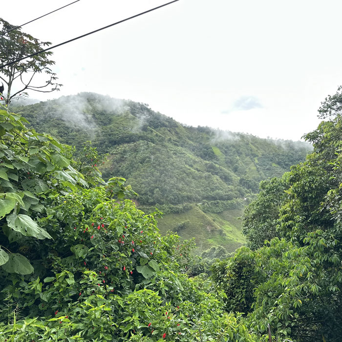 filiera